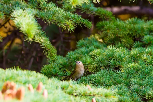 Ładny Ptak Goldcrest Views Zielone Drzewo Sosnowe Tło — Zdjęcie stockowe