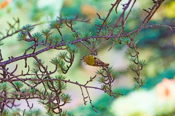 Χαριτωμένο Πουλί Γκόλντκρεστ Φόντο Δέντρο Πράσινο Πεύκο — Φωτογραφία Αρχείου