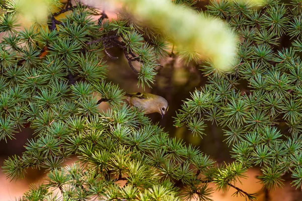 Leuke Vogel Goudhaantje Groene Pine Tree Achtergrond — Stockfoto