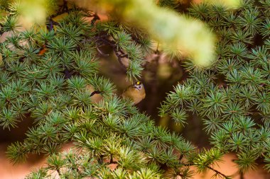 Sevimli kuş. Goldcrest' e. Yeşilçam ağacı arka plan.