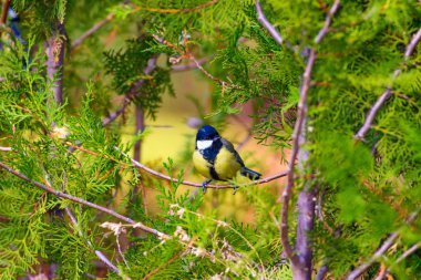 Doğa ve kuş. Doğa habitat arka plan.