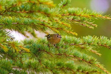 Sevimli kuş. Goldcrest' e. Yeşilçam ağacı arka plan.