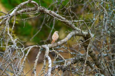 Doğa ve kuş. Doğa habitat arka plan.