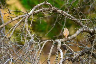 Doğa ve kuş. Doğa habitat arka plan.