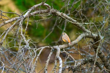 Doğa ve kuş. Doğa habitat arka plan.