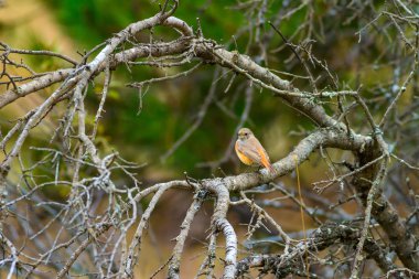Doğa ve kuş. Doğa habitat arka plan.