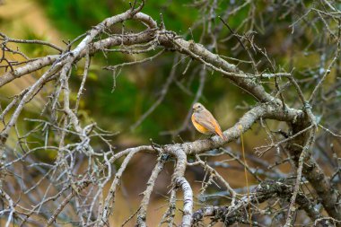 Doğa ve kuş. Doğa habitat arka plan.