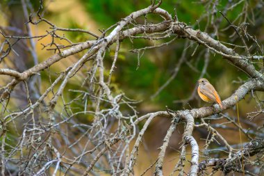 Doğa ve kuş. Doğa habitat arka plan.