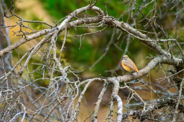 Doğa ve kuş. Doğa habitat arka plan.