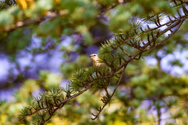 Joli Oiseau Goldcrest Fond Pin Vert — Photo