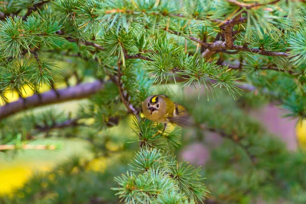 Ładny Ptak Goldcrest Views Zielone Drzewo Sosnowe Tło — Zdjęcie stockowe