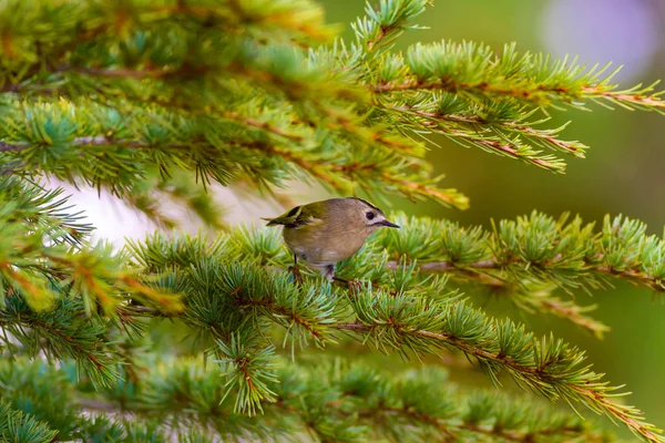 Aranyos Madár Goldcrest Zöld Fenyőfa Háttér — Stock Fotó