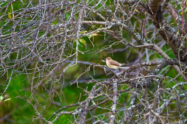 Przyroda Ptak Tło Siedlisk Przyrodniczych — Zdjęcie stockowe