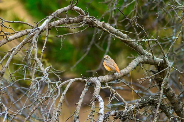 Doğa ve kuş. Doğa habitat arka plan.
