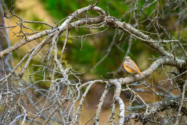 Doğa ve kuş. Doğa habitat arka plan.