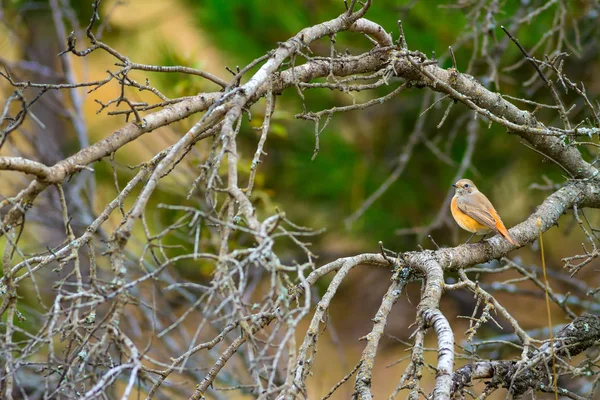 Nature Oiseau Nature Habitat Fond — Photo