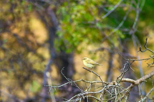 Natura Uccello Sfondo Habitat Naturale — Foto Stock