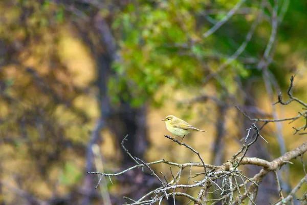 Nature Oiseau Nature Habitat Fond — Photo