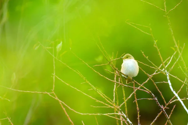 Naturaleza Aves Hábitat Natural — Foto de Stock