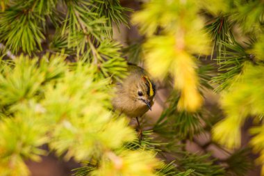 Sevimli küçük kuş. Yeşil doğa arka planı. Kuş: Goldcrest. Regulus regulus. 