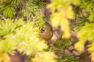 Sevimli küçük kuş. Yeşil doğa arka planı. Kuş: Goldcrest. Regulus regulus. 