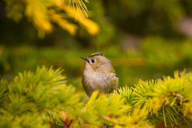 Sevimli küçük kuş. Yeşil doğa arka planı. Kuş: Goldcrest. Regulus regulus. 