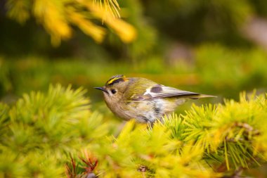 Sevimli küçük kuş. Yeşil doğa arka planı. Kuş: Goldcrest. Regulus regulus. 