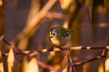Sevimli küçük kuş. Yeşil doğa arka planı. Kuş: Goldcrest. Regulus regulus. 