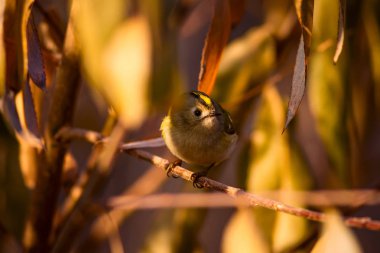 Sevimli küçük kuş. Yeşil doğa arka planı. Kuş: Goldcrest. Regulus regulus. 