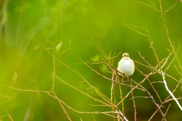 Natur Och Fågel Natur Habitat Bakgrund — Stockfoto