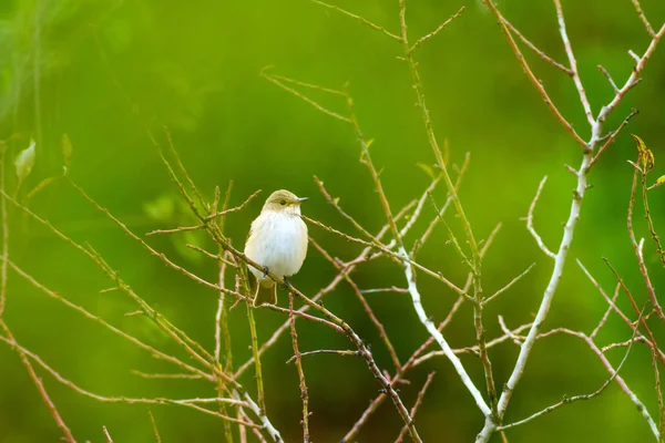 Nature Oiseau Nature Habitat Fond — Photo