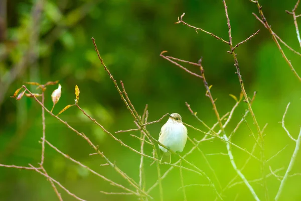 Nature Oiseau Nature Habitat Fond — Photo