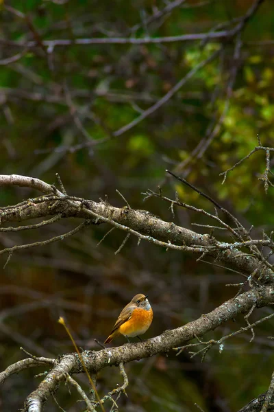 Natuur Vogel Achtergrond Van Natuur Habitat — Stockfoto