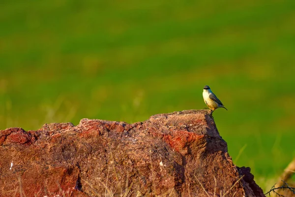 Przyroda Ptak Tło Siedlisk Przyrodniczych — Zdjęcie stockowe