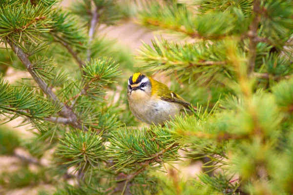 Nature Oiseau Nature Habitat Fond — Photo