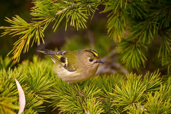 Sevimli küçük kuş. Yeşil doğa arka planı. Kuş: Goldcrest. Regulus regulus. 
