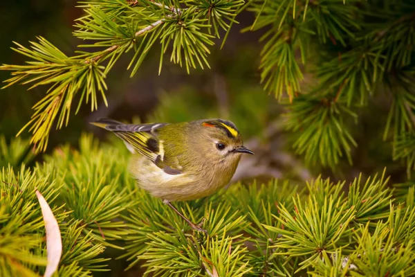 Cute little bird. Green nature background. Bird: Goldcrest. Regulus regulus.