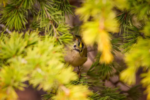 Joli Petit Oiseau Fond Vert Nature Oiseau Goldcrest Régulus Regulus — Photo