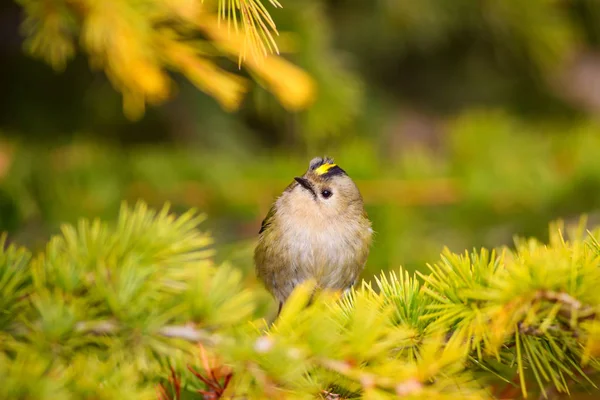 Roztomilá Ptáčku Zelené Přírodní Pozadí Pták Goldcrest Regulus Pravidelný — Stock fotografie