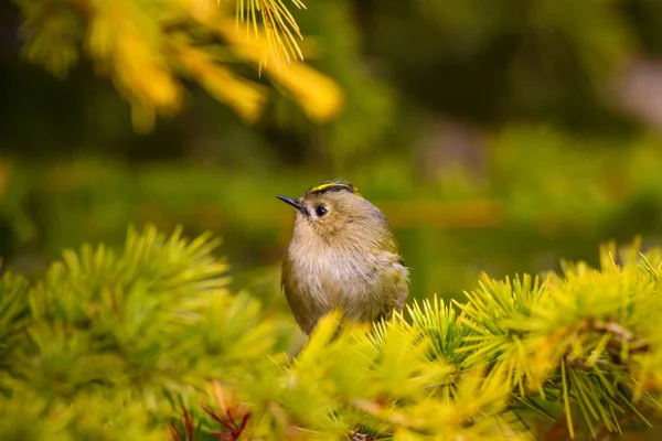 Sevimli küçük kuş. Yeşil doğa arka planı. Kuş: Goldcrest. Regulus regulus. 