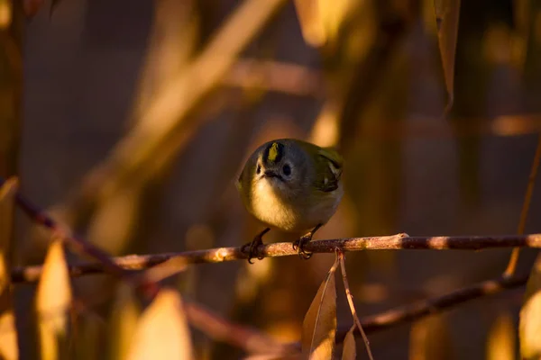 Uccellino Carino Sfondo Verde Natura Uccello Goldcrest Regulus Regulus — Foto Stock