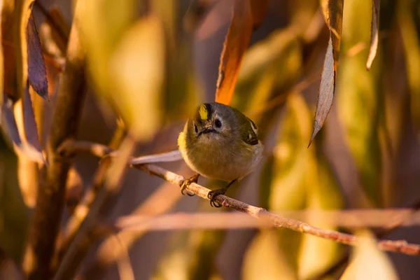Que Passarinho Giro Fundo Natureza Verde Pássaro Goldcrest Regulus Regulus — Fotografia de Stock