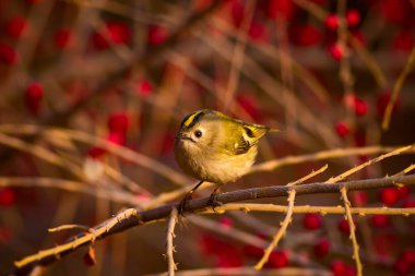 Sevimli küçük kuş. Yeşil doğa arka planı. Kuş: Goldcrest. Regulus regulus. 