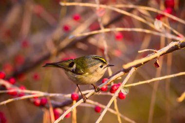 Sevimli küçük kuş. Yeşil doğa arka planı. Kuş: Goldcrest. Regulus regulus. 