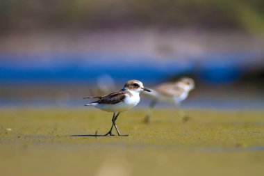 Tatlı küçük su kuşu. Doğa geçmişi. Kuş: ortak Ringed Plover. Ali özçelik