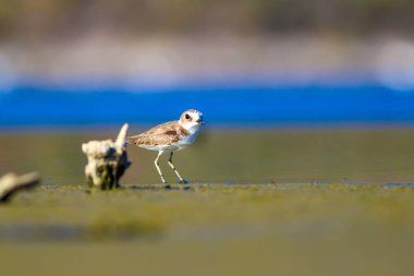 Tatlı küçük su kuşu. Doğa geçmişi. Kuş: ortak Ringed Plover. Ali özçelik