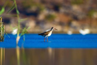 Su ve kuşlar. Doğa arka planı. 