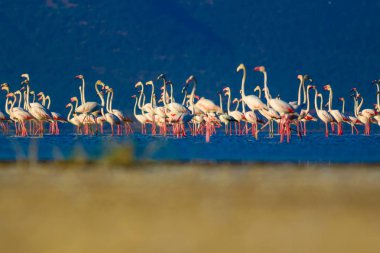 Flamingos. Doğa arka planı. Kuş: Büyük Flamingo. Fenikekopterus roseus.