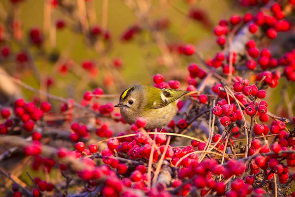 Cute Małego Ptaka Zielone Tło Przyrodnicze Ptak Goldcrest Regulus Regularny — Zdjęcie stockowe