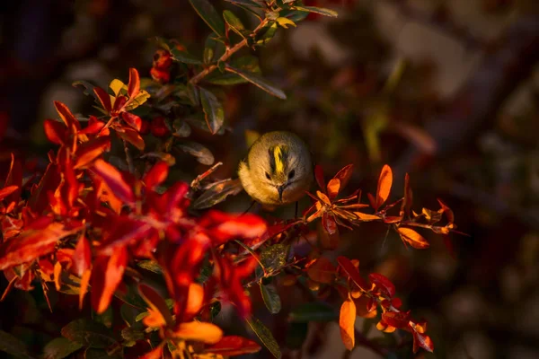 Cute Małego Ptaka Zielone Tło Przyrodnicze Ptak Goldcrest Regulus Regularny — Zdjęcie stockowe
